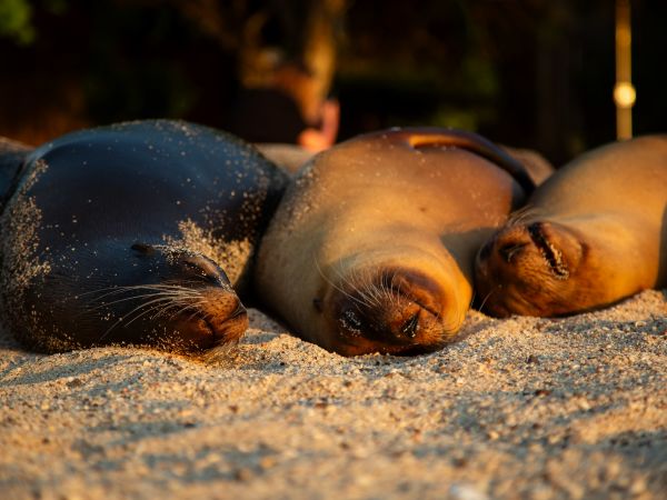 Lobos marinos descansando en una playa de las Islas Galápagos