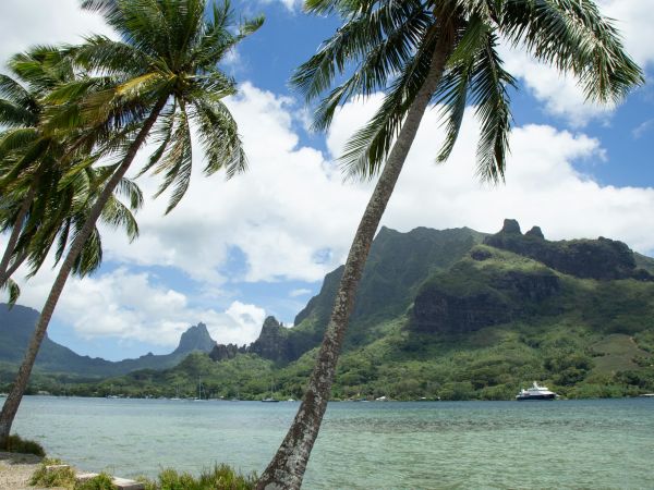 Palmeras y montañas sobre la bahía de Moorea, Polinesia Francesa