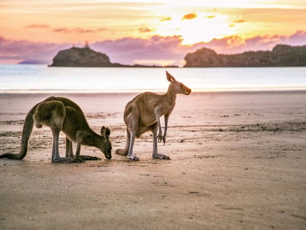 Canguros en la arena de una playa de Queensland con el cielo dorado al fondo, Australia