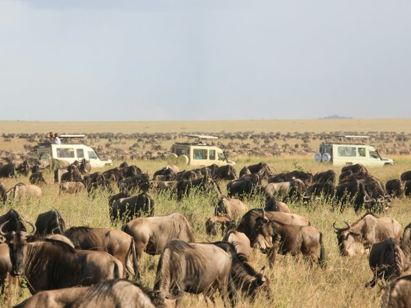 Manada de ñus en las llanuras del Serengeti, Tanzania