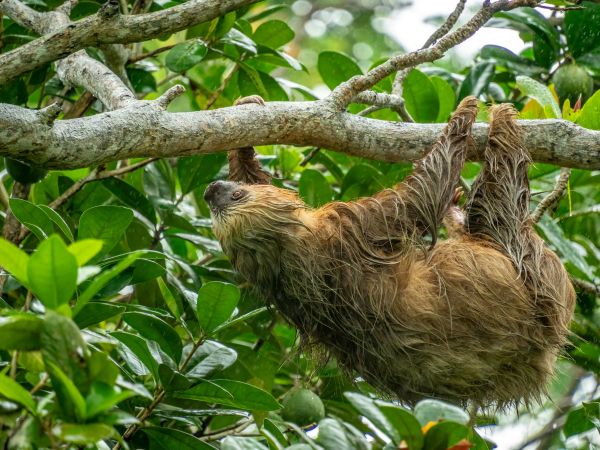 Perezoso colgado de una rama en la selva de Costa Rica