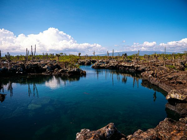 Canales de agua cristalina entre arcos de lava y cactus en Los Túneles, isla Isabela, Galápagos