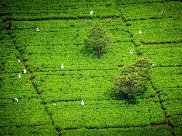Recolectoras entre las terrazas de una plantación de té en Nuwara Eliya, Sri Lanka