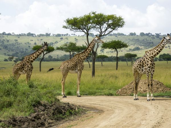 Tres jirafas en la sabana del Masai Mara, Kenia
