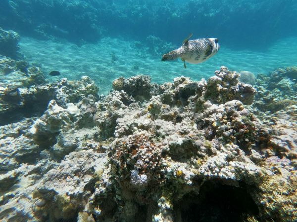 Pez globo sobre el arrecife de coral del Mar Rojo en Aqaba, Jordania