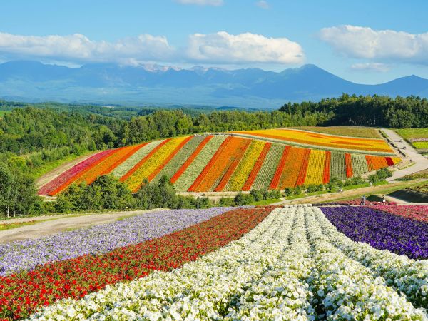 Campos de flores en Biei, Hokkaido, en verano