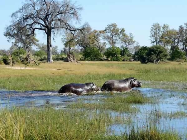 Hipopótamos cruzando un canal del Delta del Okavango, Botswana