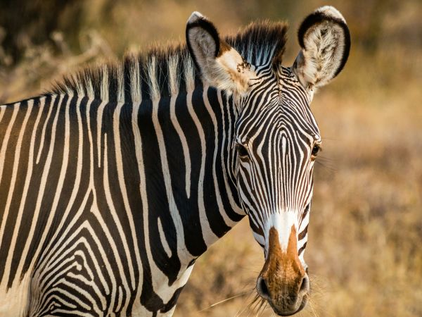 Samburu viaje familiar