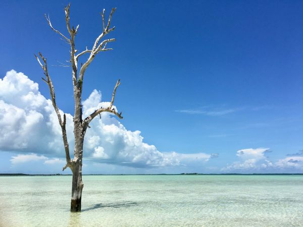 El árbol solitario sobre las aguas poco profundas de Harbour Island, Bahamas