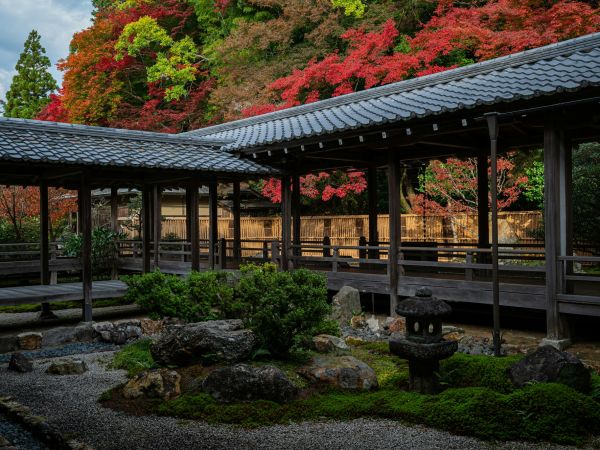 Jardín japonés con arces rojos en otoño (momiji)