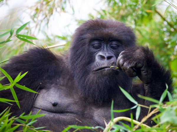 Gorila de montaña en Ruanda