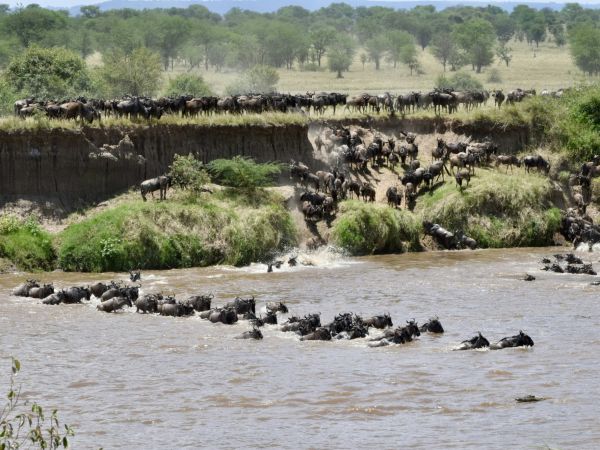 Ñus cruzando el río Mara durante la gran migración en agosto