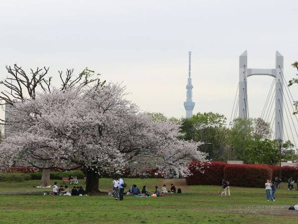 Hanami bajo los cerezos en flor en Tokio, con la Tokyo Skytree al fondo