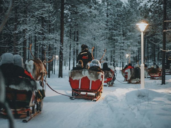 Trineos de renos en el bosque nevado de Rovaniemi, Laponia