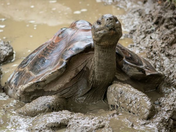 Tortuga gigante cubierta de lodo en una charca de las tierras altas de Santa Cruz, Galápagos