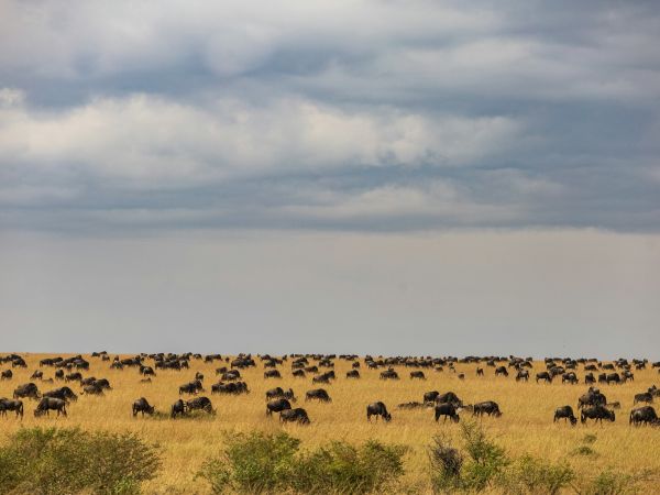 Ñus de la gran migración en la sabana del Masai Mara