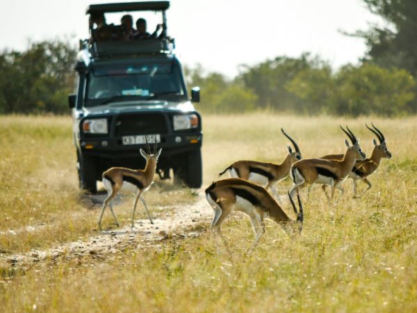 Vehículo de safari junto a gacelas de Thomson en Kenia
