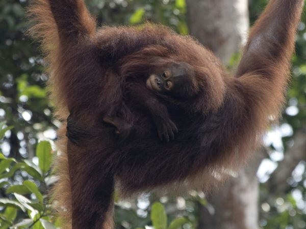 Orangután madre con su cría colgada de un árbol en la selva de Borneo