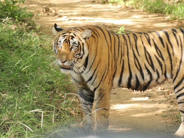 Tigre de Bengala en un camino del Parque Nacional de Ranthambore, Rajastán