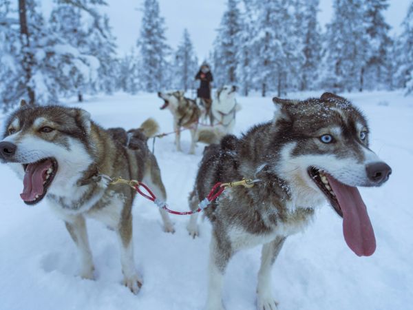 Huskies tirando de un trineo en un bosque nevado de Laponia, Finlandia