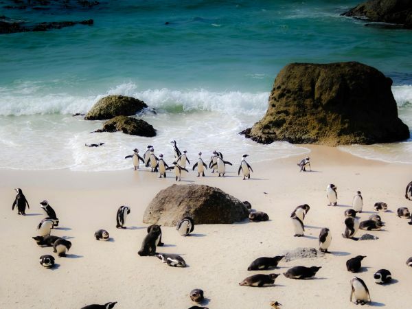 Colonia de pingüinos africanos en Boulders Beach, península del Cabo, Sudáfrica
