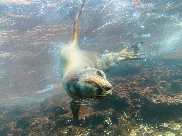 Lobo marino de Galápagos nadando bajo el agua junto a las rocas