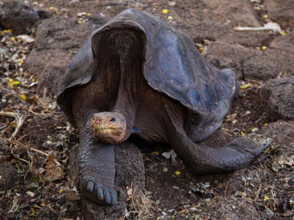 Tortuga gigante en las islas Galápagos