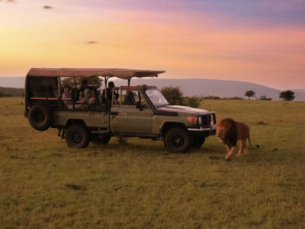 León junto a un vehículo de safari en la sabana de Kenia