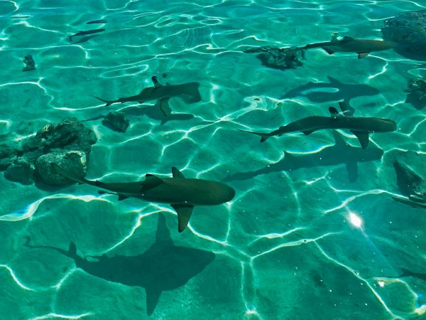 Tiburones de puntas negras nadando en el agua cristalina de la laguna de Bora Bora