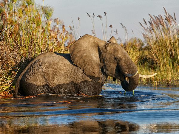 Elefante en las aguas del Delta del Okavango, Botswana