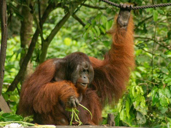 Orangután macho en la plataforma de alimentación de Sepilok, Sandakan, Borneo