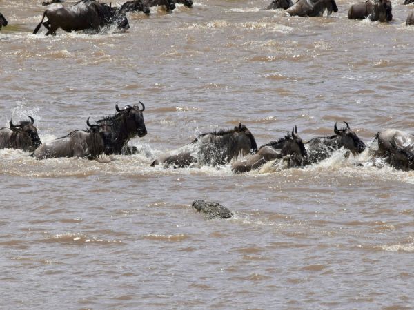 Ñus cruzando el río Mara con un cocodrilo al acecho, Masai Mara