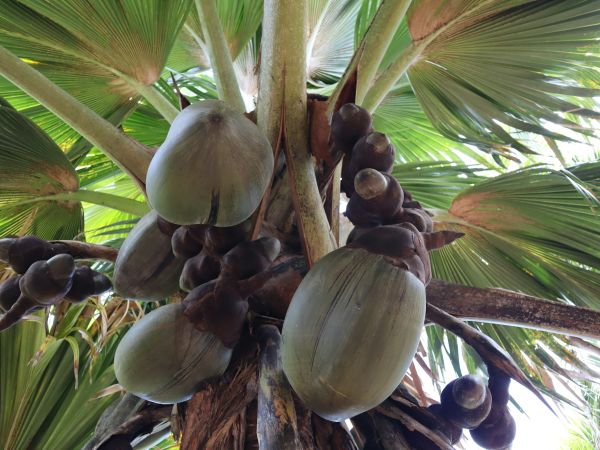 Cocos de mer colgando de una palmera endémica en Praslin, Seychelles