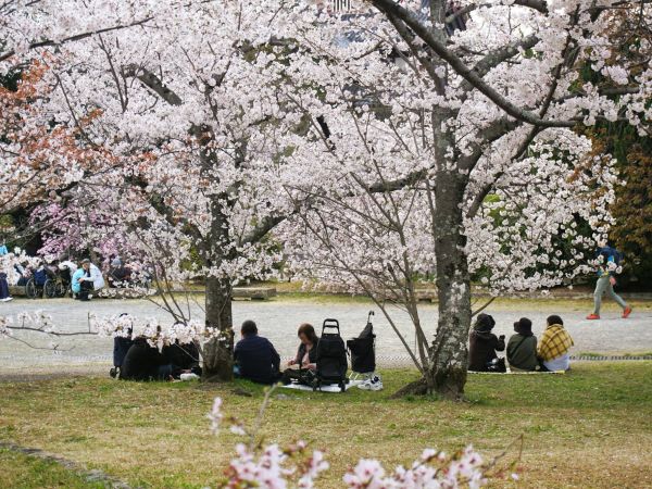 Picnic bajo los cerezos en flor durante el hanami en Japón