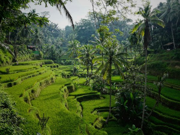 Terrazas de arroz de Tegallalang en Bali
