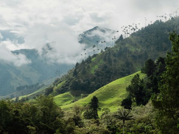 Palmas de cera entre la niebla en las laderas del Valle de Cocora, Eje Cafetero, Colombia