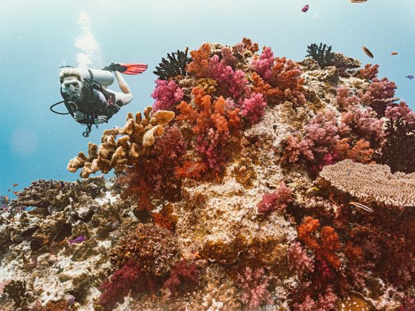 Buzo sobre corales blandos de colores en el Rainbow Reef, estrecho de Somosomo, Taveuni, Fiji