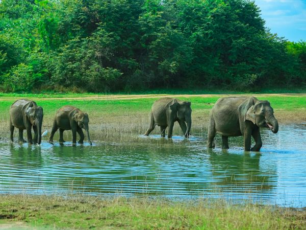 Manada de elefantes cruzando el agua en el Parque Nacional de Udawalawe, Sri Lanka