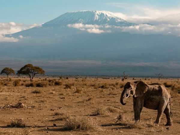 Elefante en Amboseli con el Kilimanjaro al fondo, África