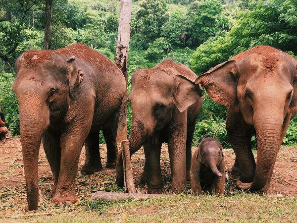 Manada de elefantes con una cría en un santuario del distrito de Mae Wang, Chiang Mai