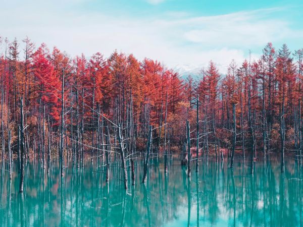 Estanque Azul de Biei en Hokkaidō con alerces de otoño