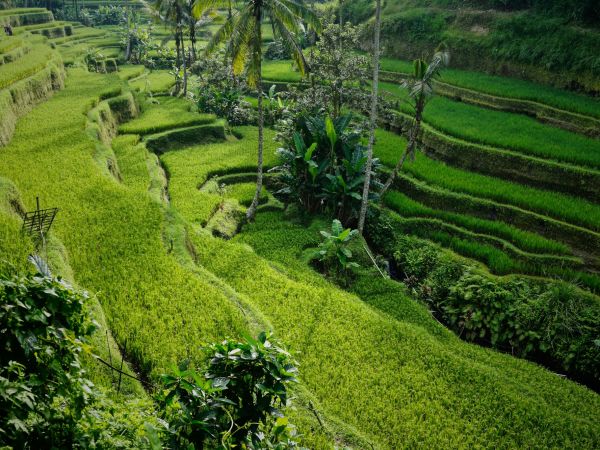 Arrozales en terrazas de Tegallalang, Bali