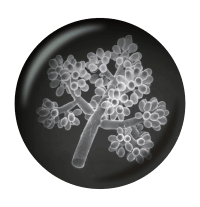Esporas de Botrytis cinerea vistas al microscopio