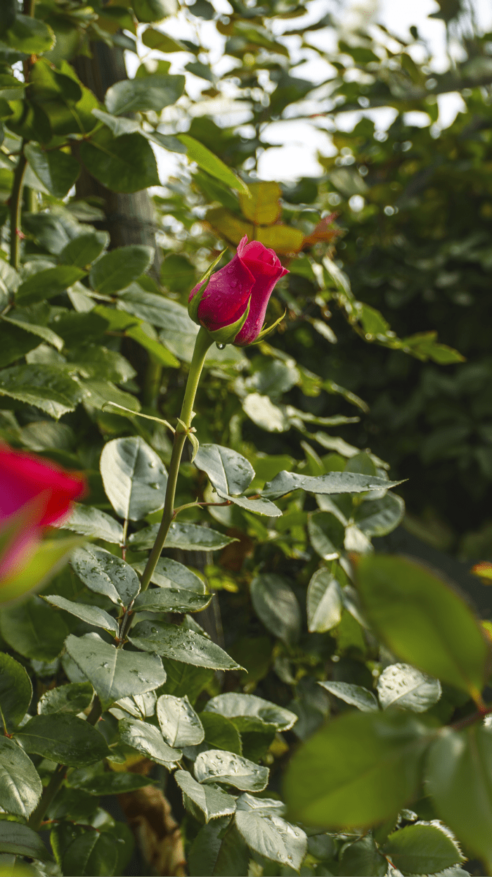 Rosa en cultivo