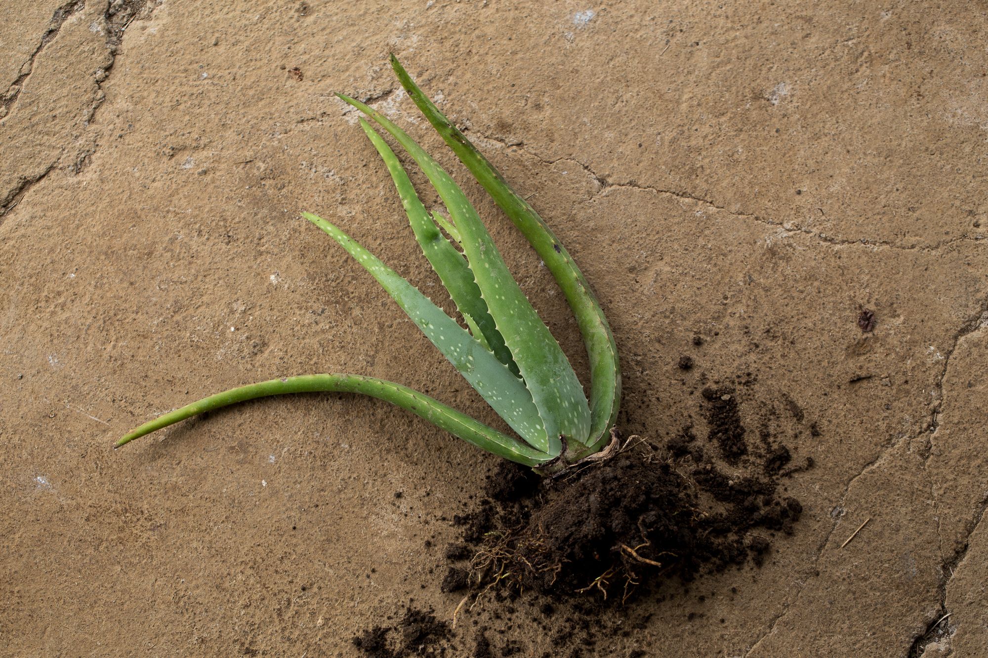 plant