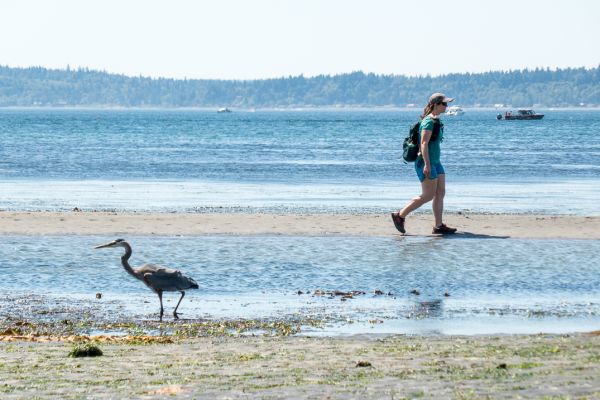 Hiker and a great blue heron