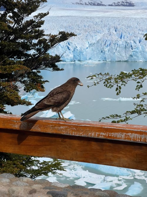 Ave posada en una baranda frente al glaciar Perito Moreno, en El Calafate, Santa Cruz, Argentina