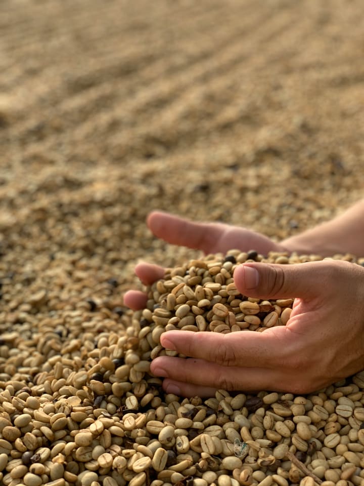 Washed vs Natural Coffee