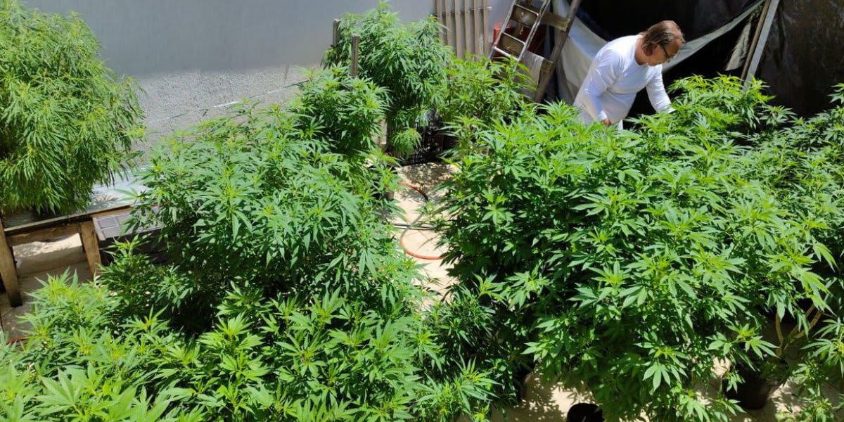 cannabis