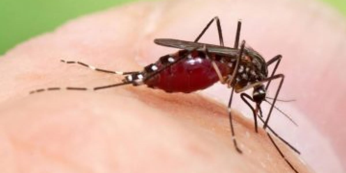 mosquito da denque